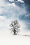 雪野孤树