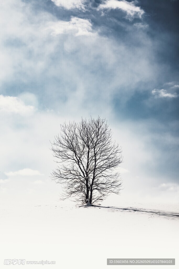 雪野孤树
