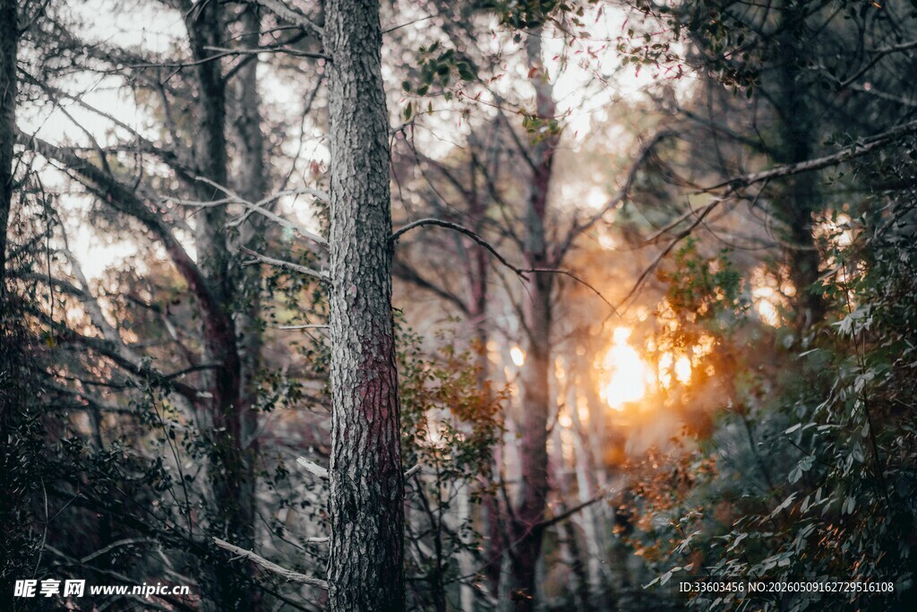 林间晨光静谧自然之景