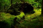 森林中覆满青苔的古老石堆