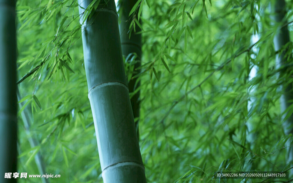 翠绿竹林间的挺拔竹子