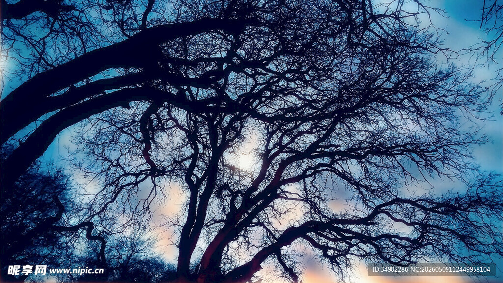夜幕下的枯树剪影