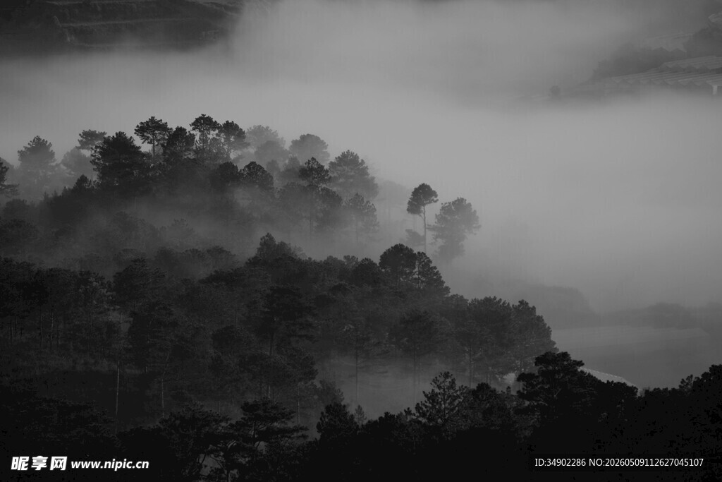 云雾缭绕的山林美景