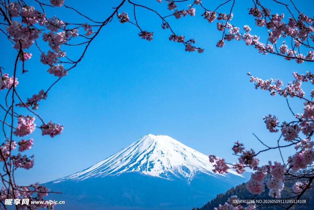 富士山下烂漫樱花景