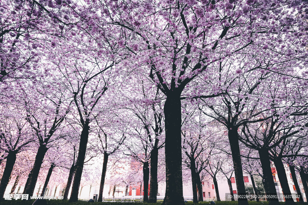 梦幻樱花林