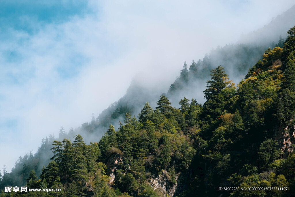 云雾缭绕的山林美景