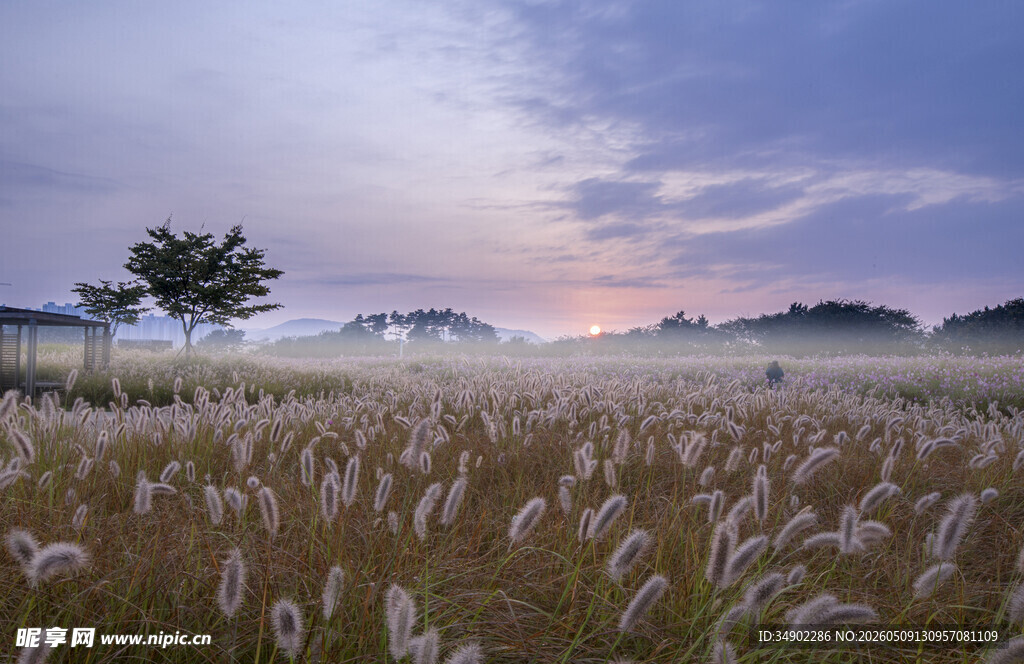 夕阳下的芒草田野美景