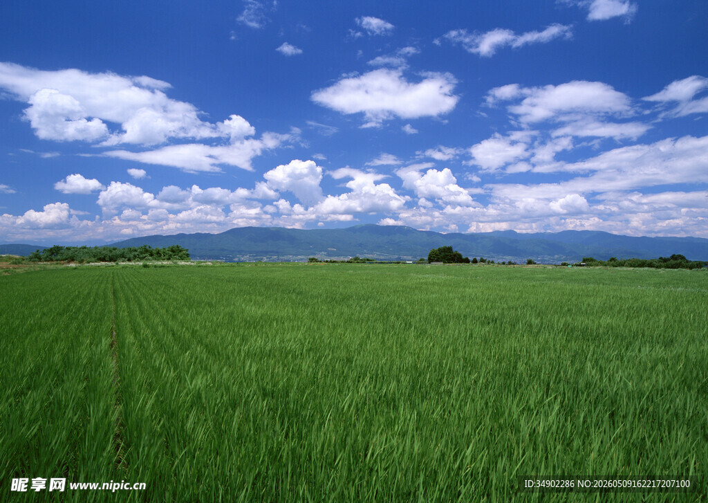 广袤绿野
