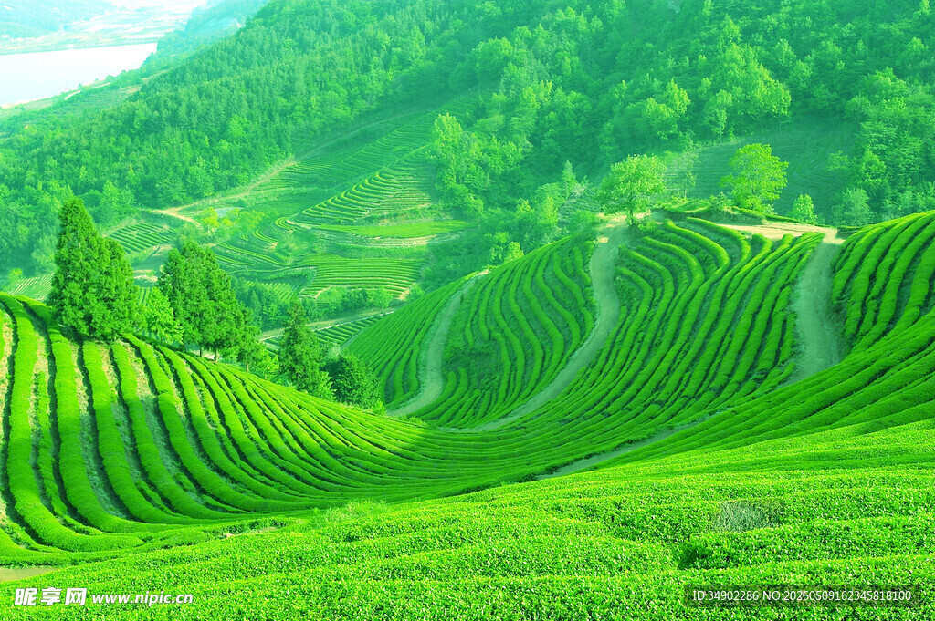 翠绿茶山风光