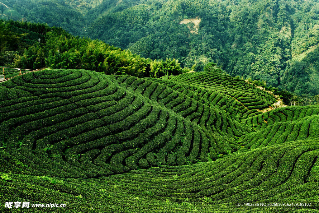 翠绿梯田茶园美景