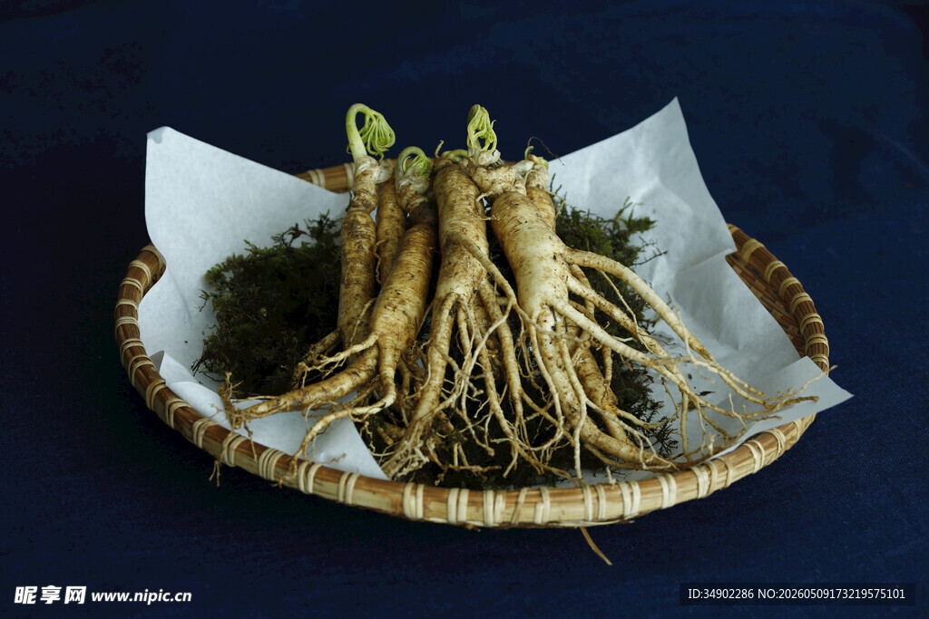 盘中美参根茎尽显自然态