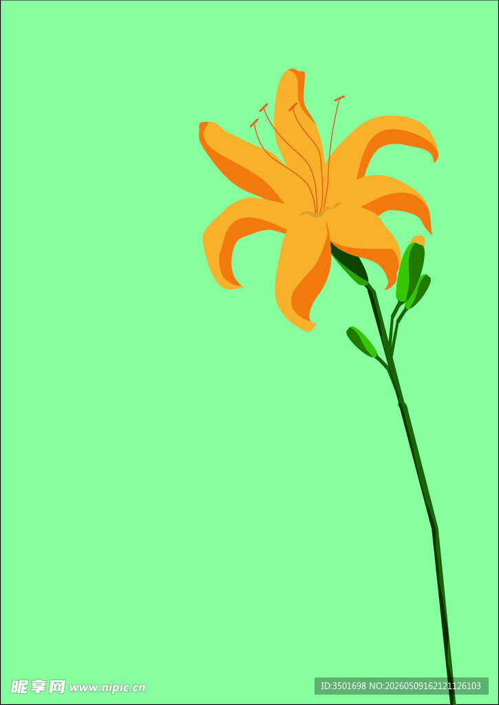 萱草花