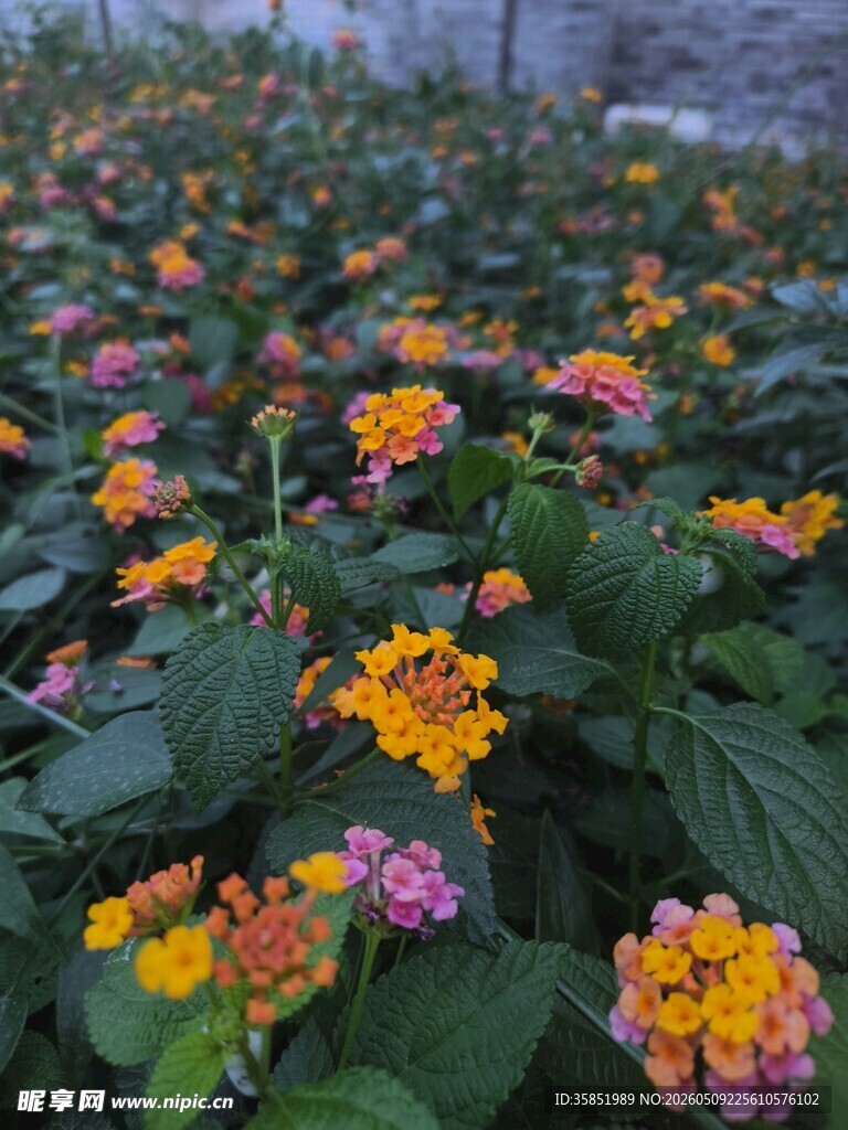 多彩马缨丹花丛绽放