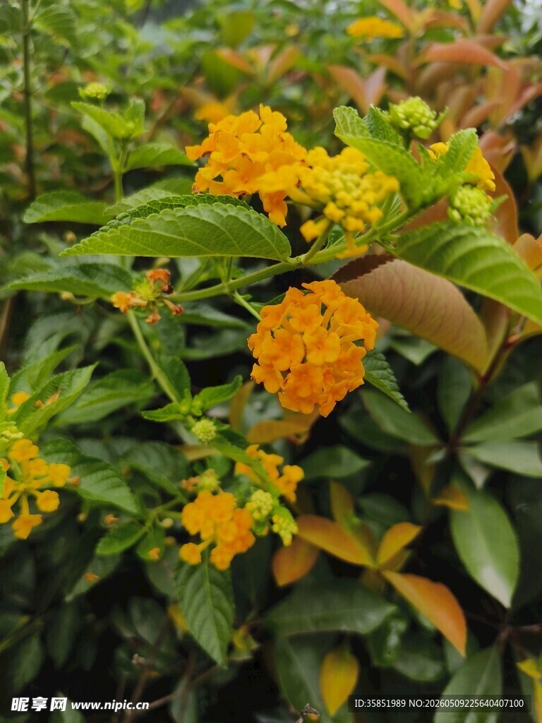 鲜艳橙花绽放绿叶间