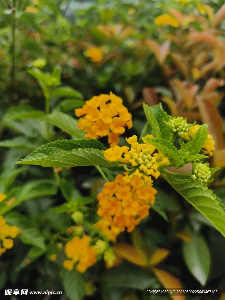 金黄小花绽放绿叶间