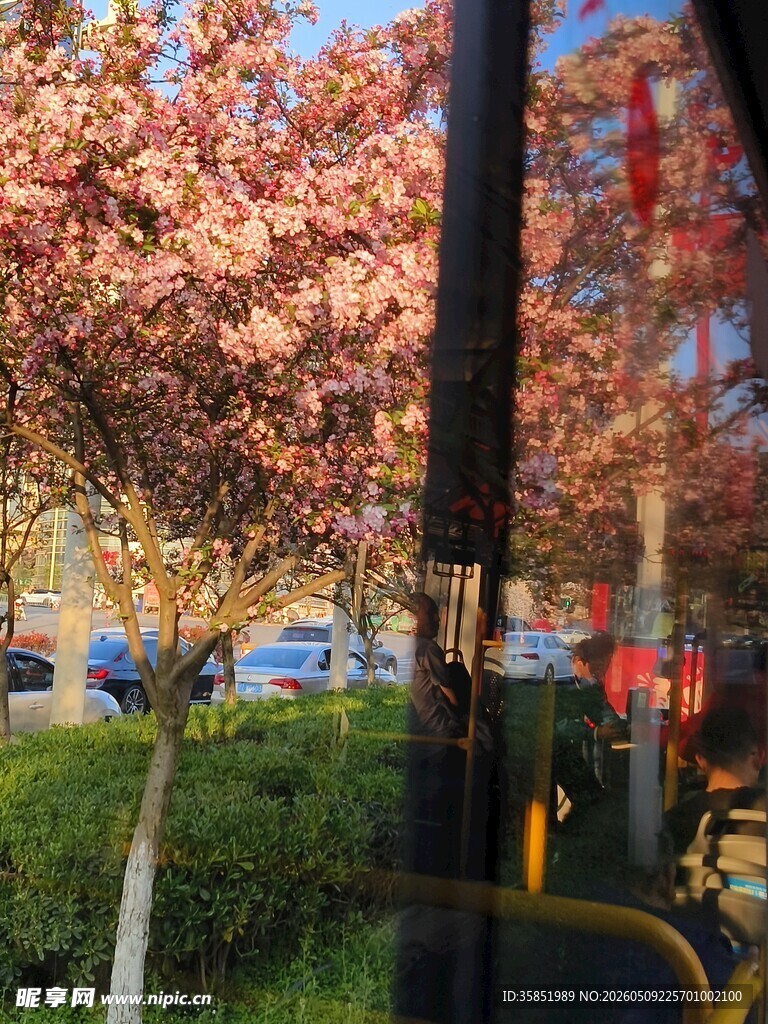 窗外烂漫樱花景致