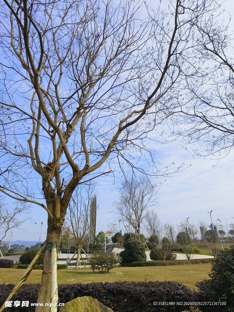 冬日光秃树木与开阔景致