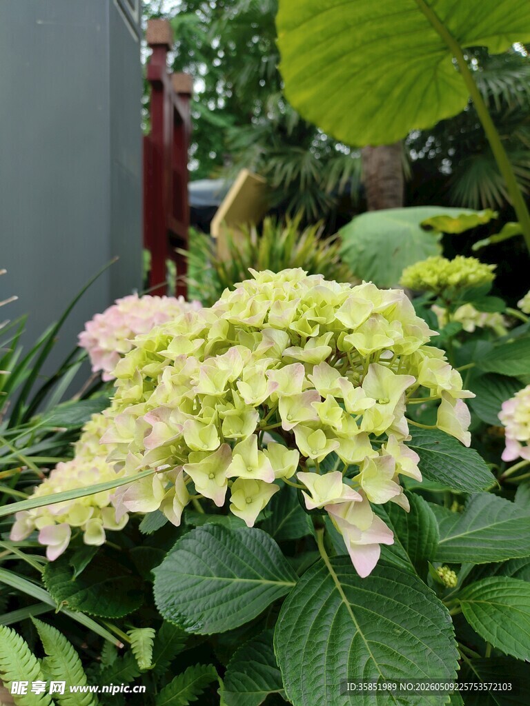 清新绣球花绽放于绿叶间