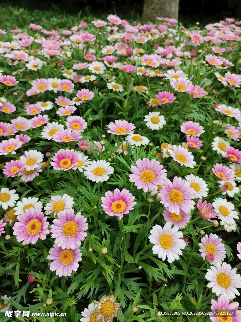 缤纷雏菊绽放的美丽花田
