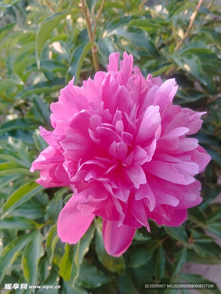 娇艳粉色芍药特写