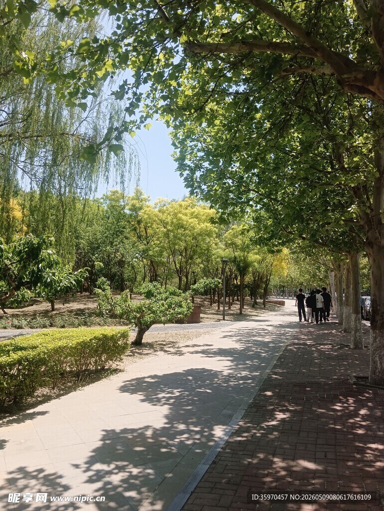 林荫小道 静谧园林景致