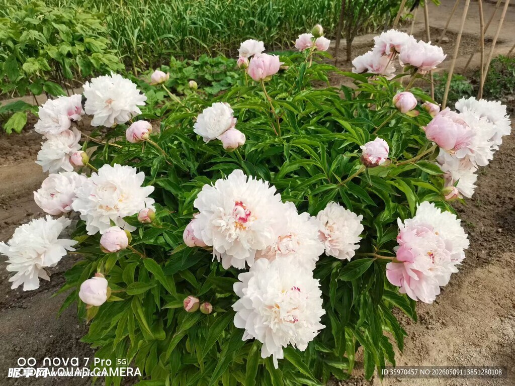 盛开的粉色牡丹花
