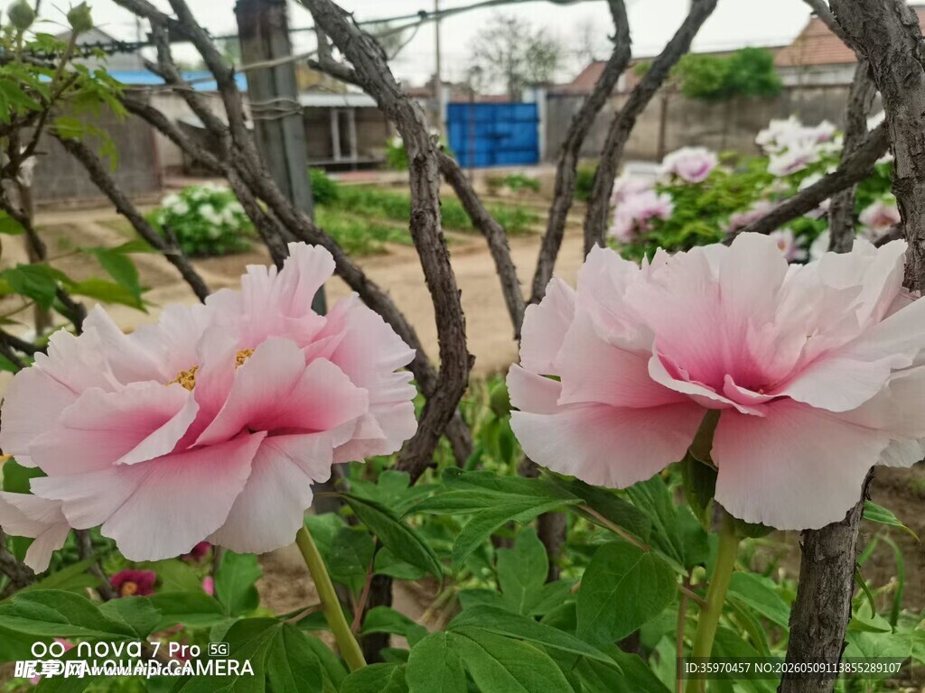 娇艳盛开的粉色牡丹花