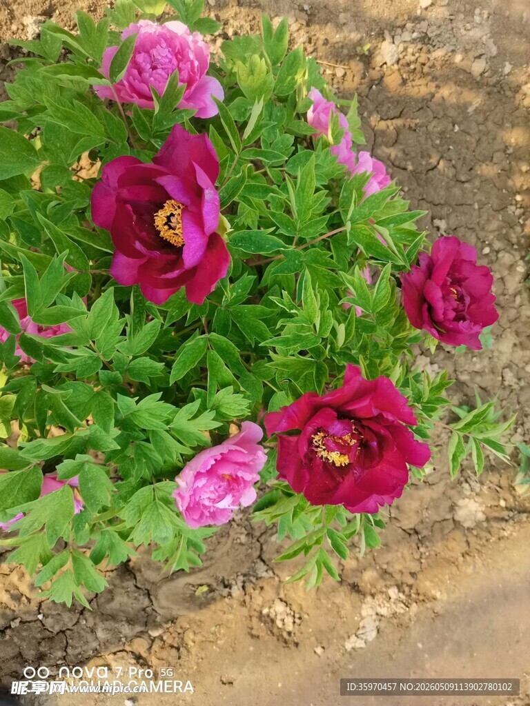 娇艳绽放的多彩花朵