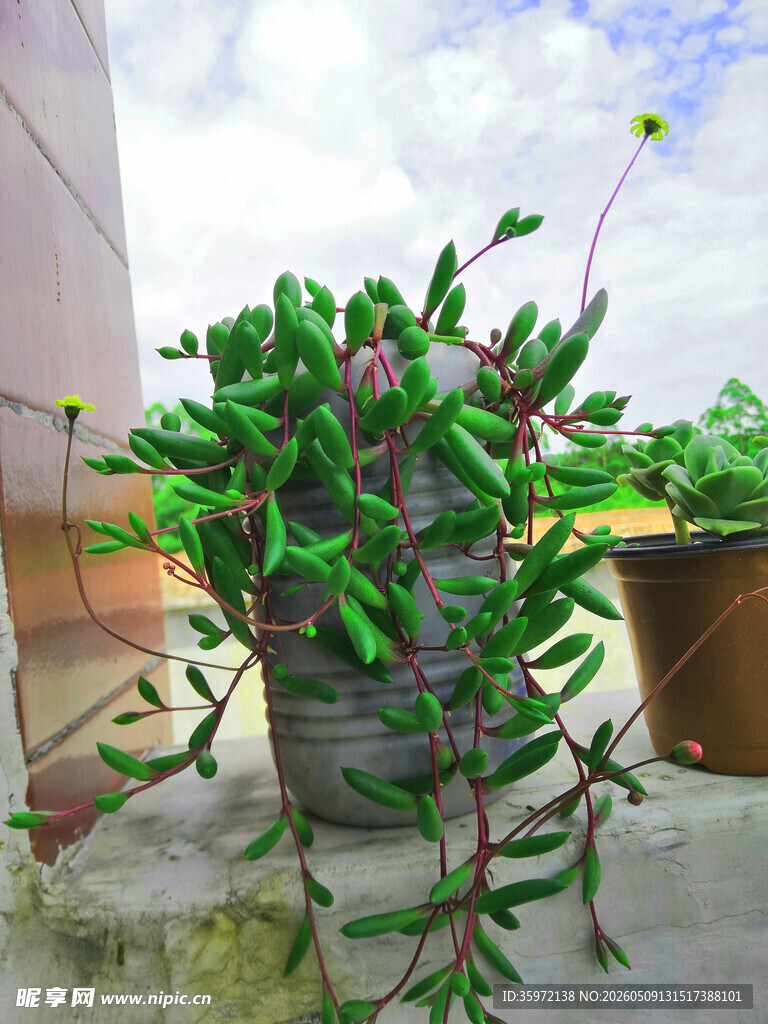 垂吊 绿植 盆栽 生机盎然