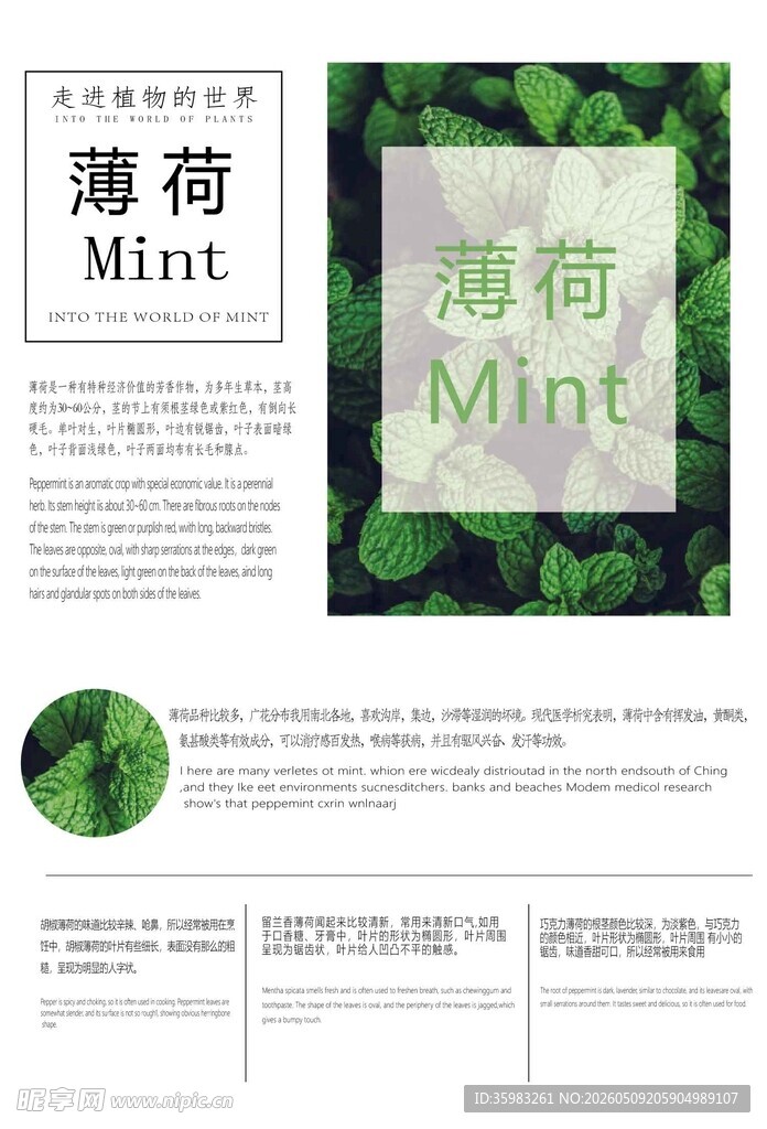 薄荷产品宣传页展示