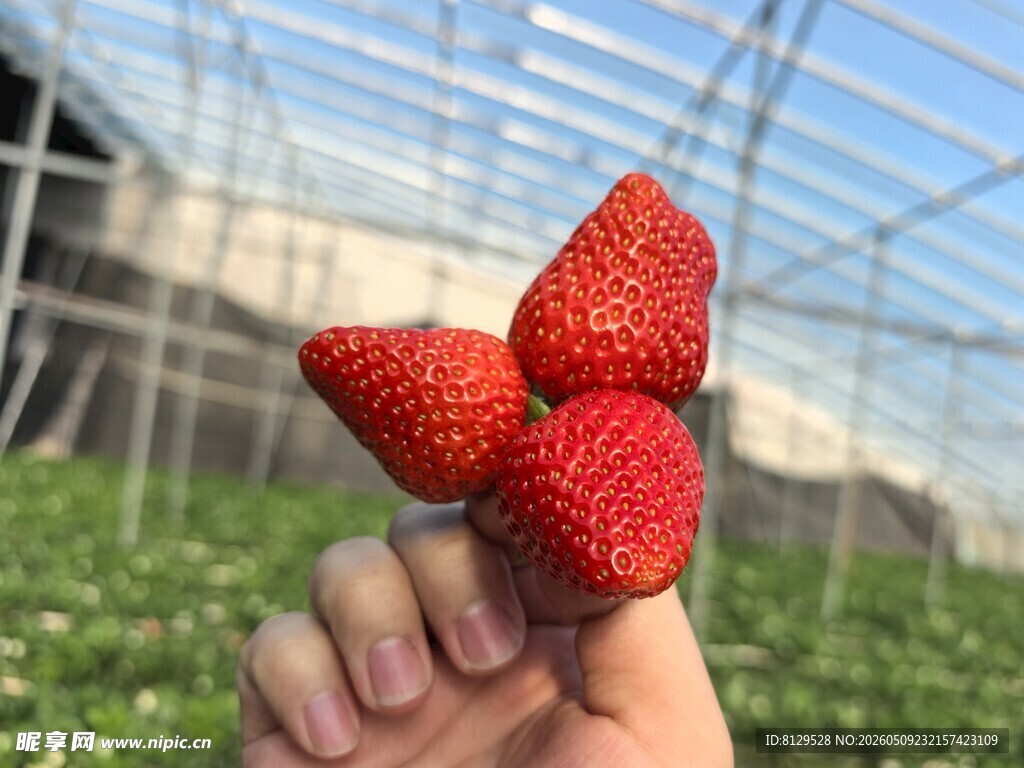 手捧三颗新鲜草莓