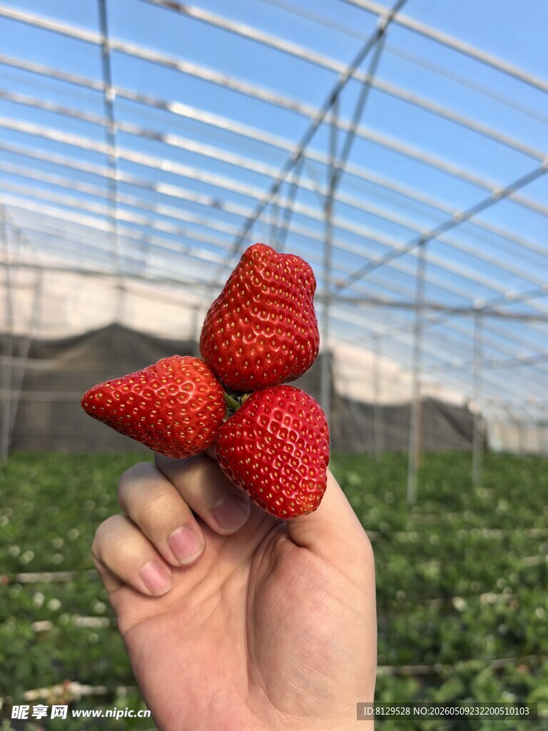 手中鲜摘的温室草莓