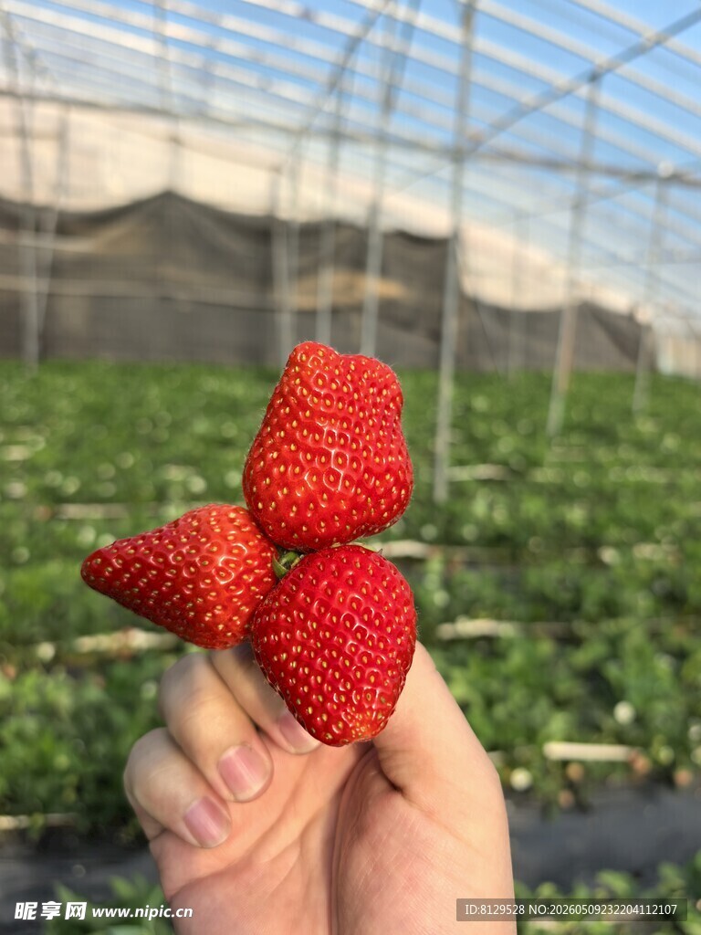 手中鲜草莓田园好风光