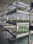 室内多层植物种植场景