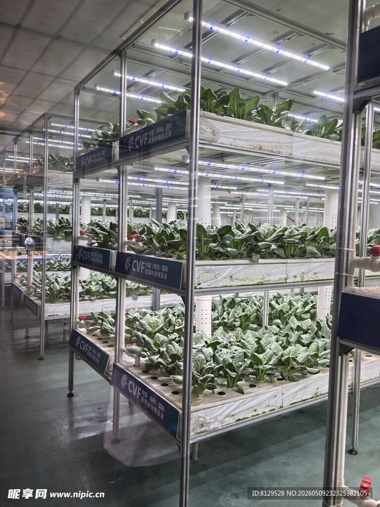室内多层植物种植场景