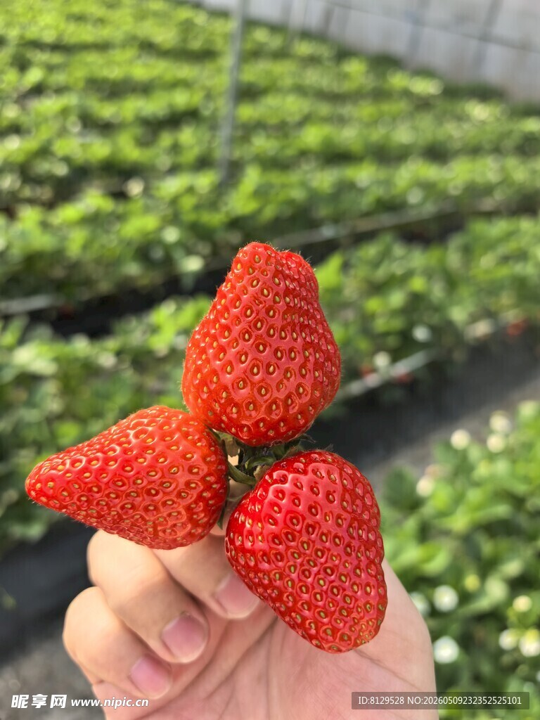 手捧新鲜诱人的三颗草莓