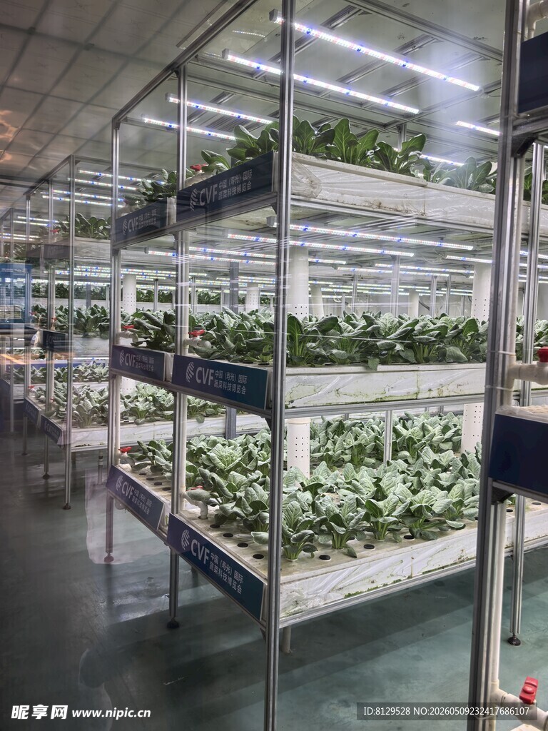 室内多层植物种植场景