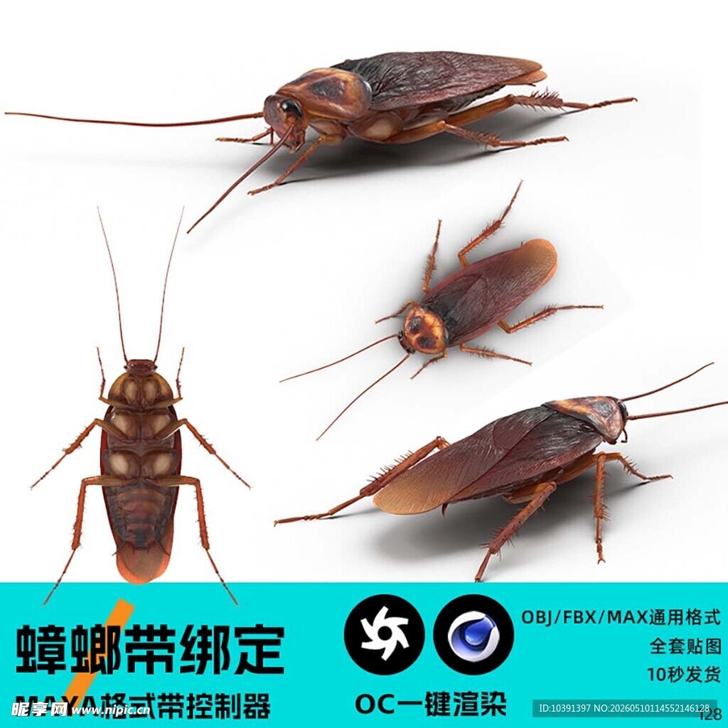 蟑螂 带关节绑定