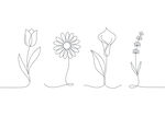 简约线条花卉插画