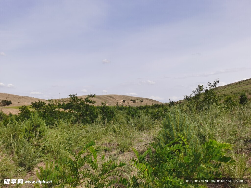 绿意盎然的野外风景