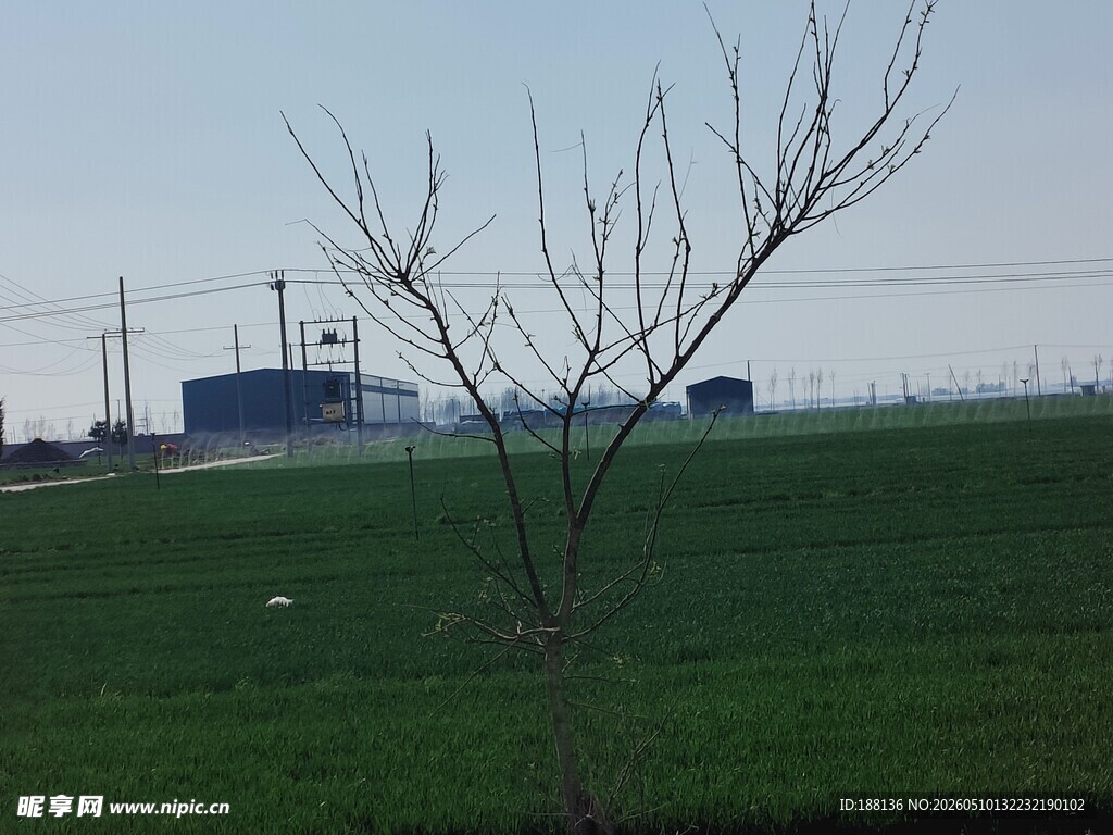 田野孤树远景