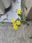 抱茎苦荬菜