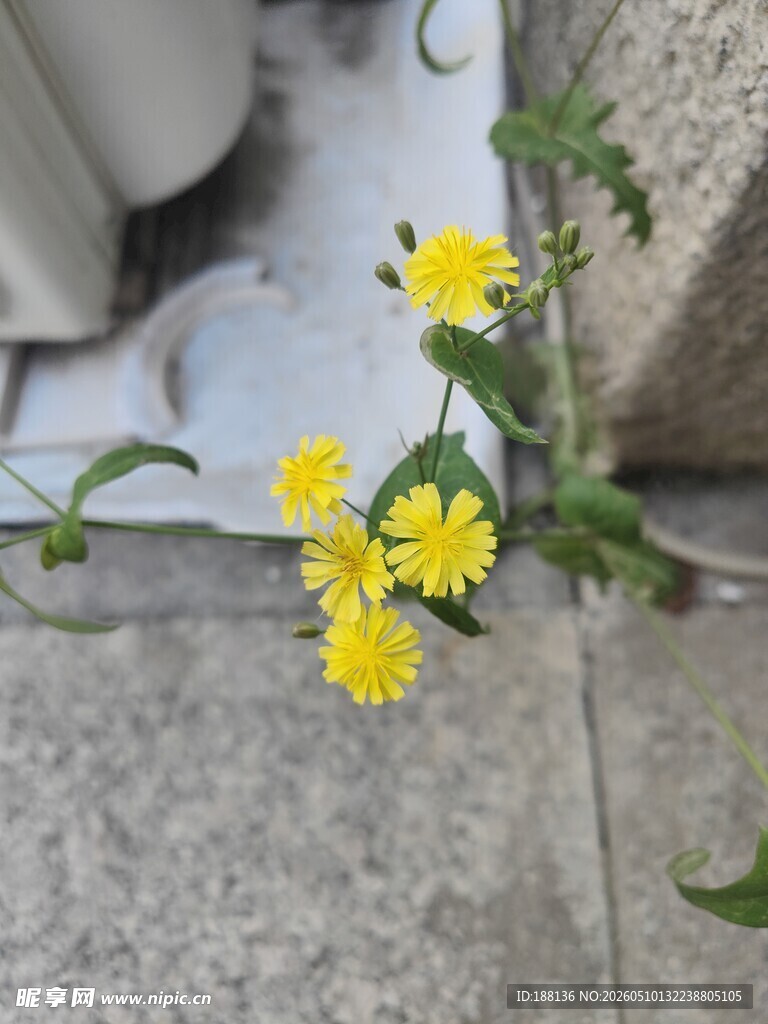 抱茎苦荬菜