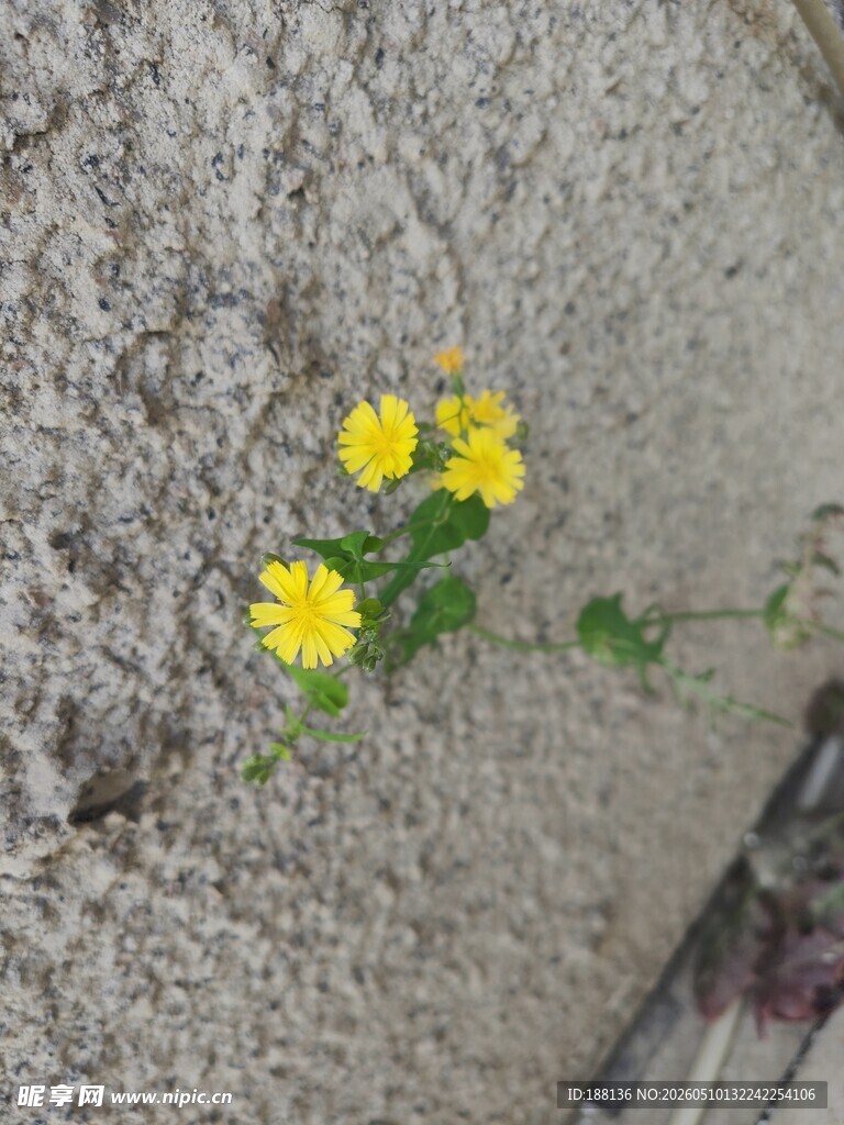 黄色小花