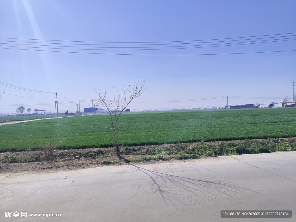 天苗 绿苗 浇水 麦子