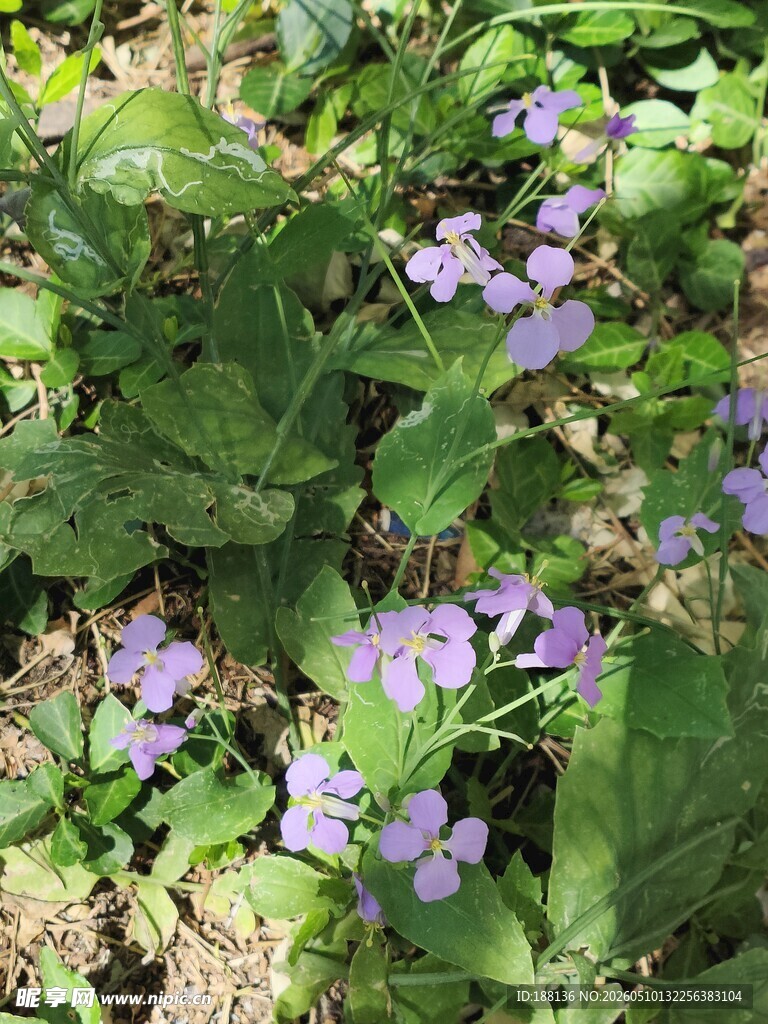 二月兰 诸葛菜