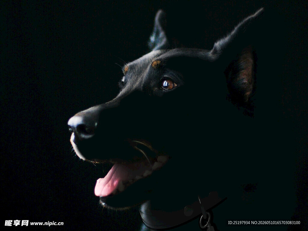 黑色杜宾犬