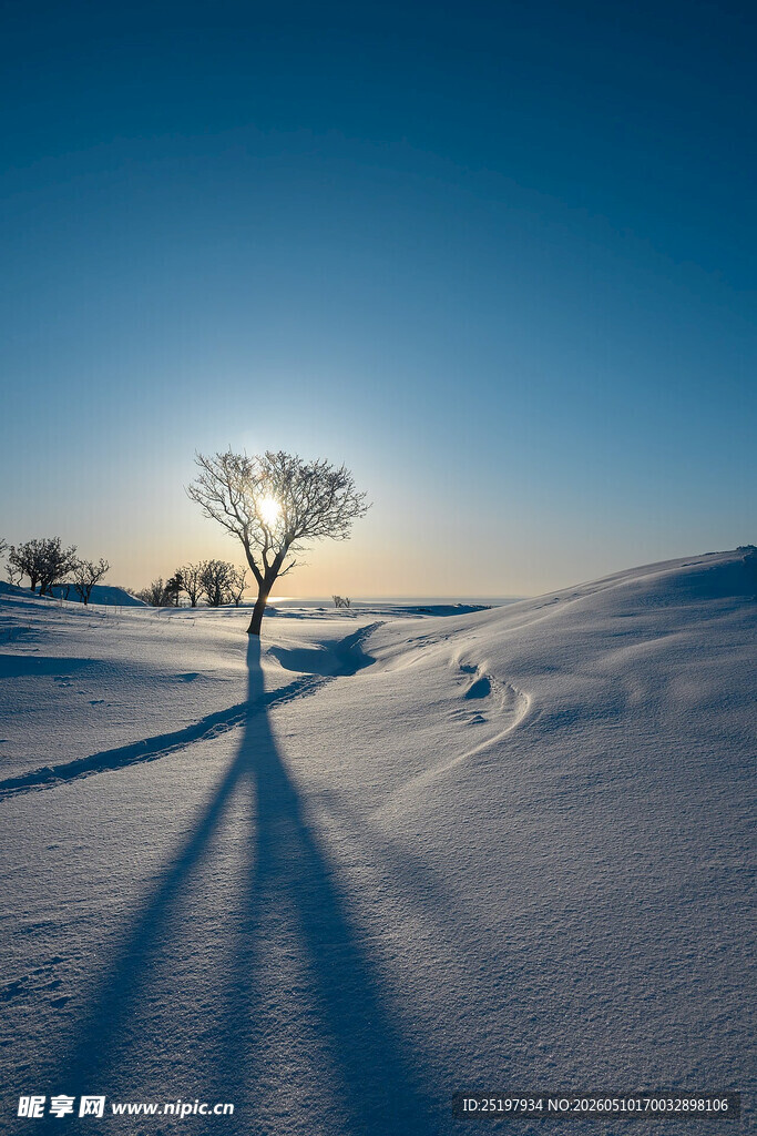 雪地孤树