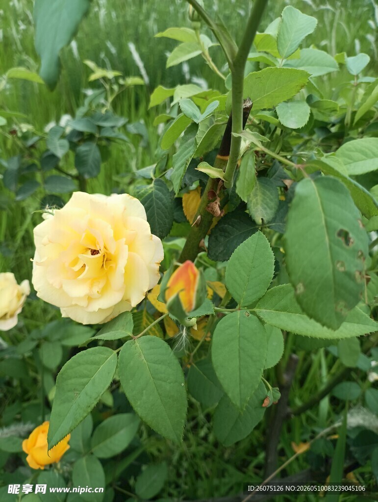 黄月季花绽放于绿叶间