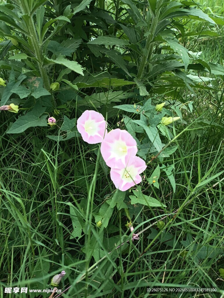 草丛中的粉色花朵